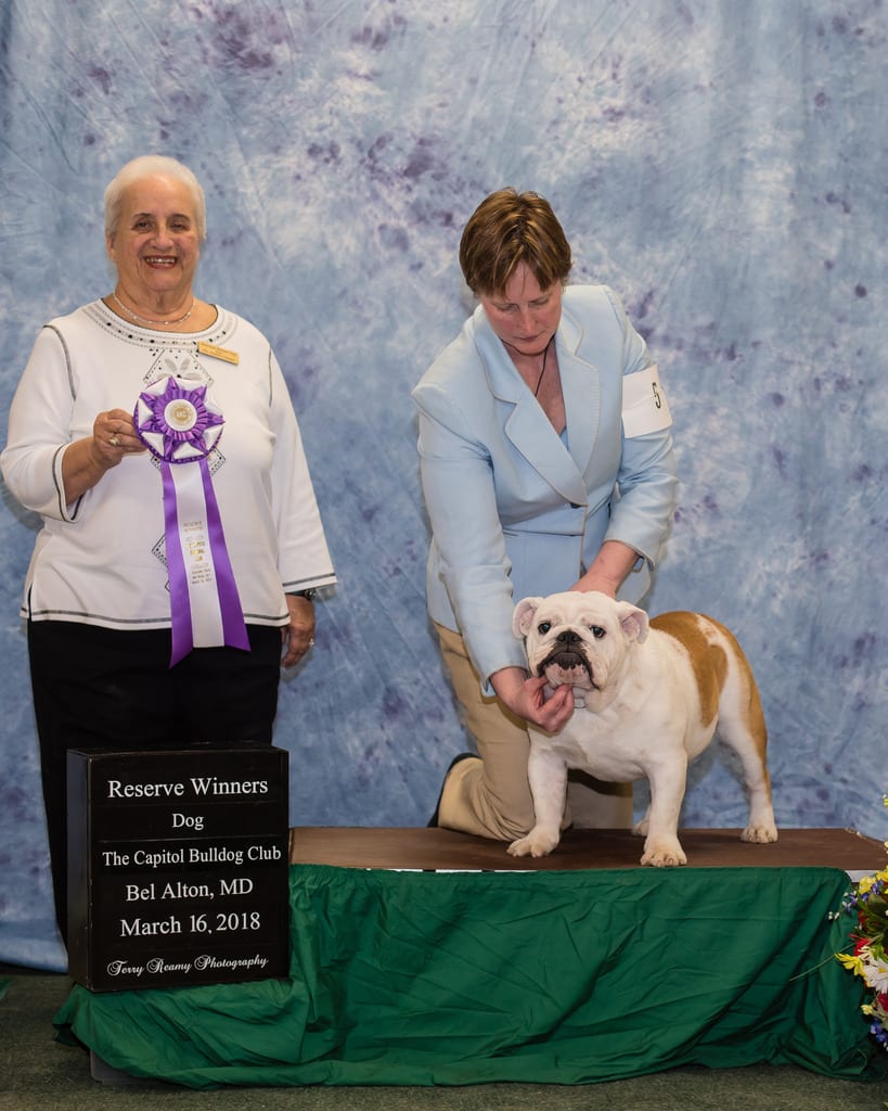 Reserve Winners Dog