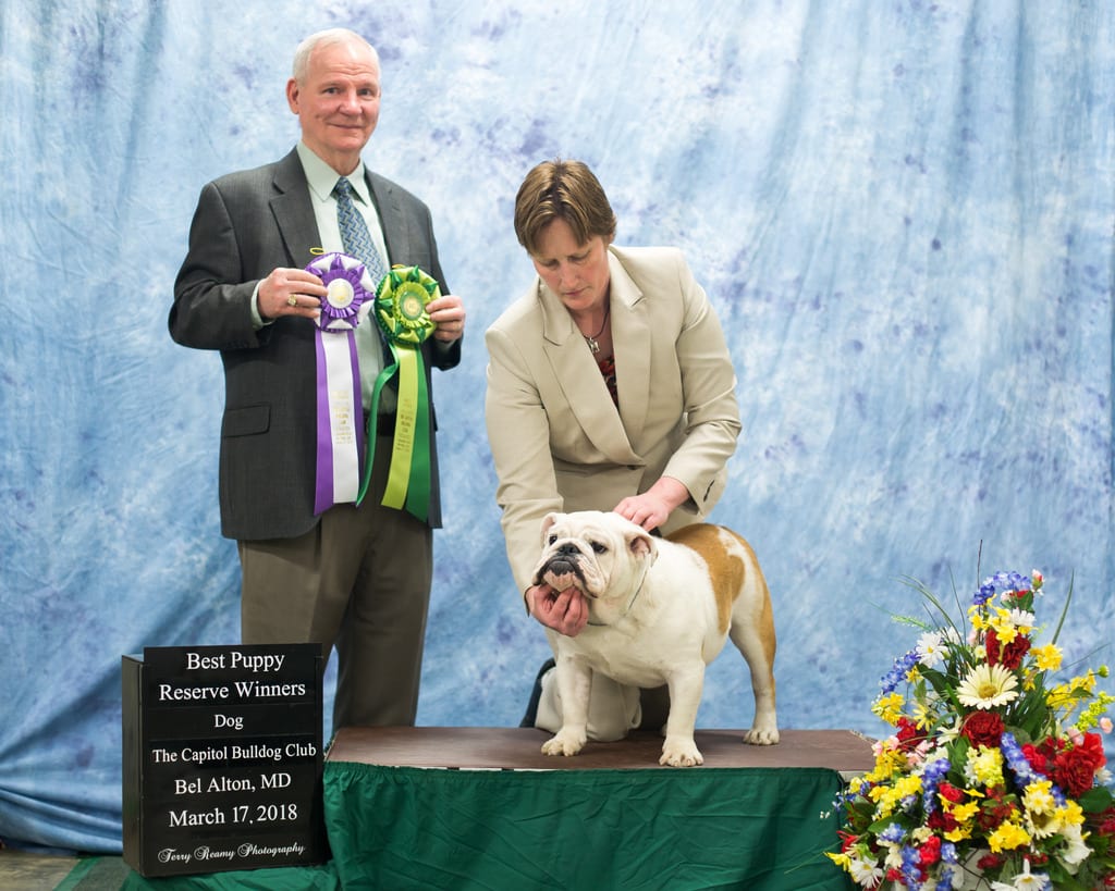 Reserve Winners Dog