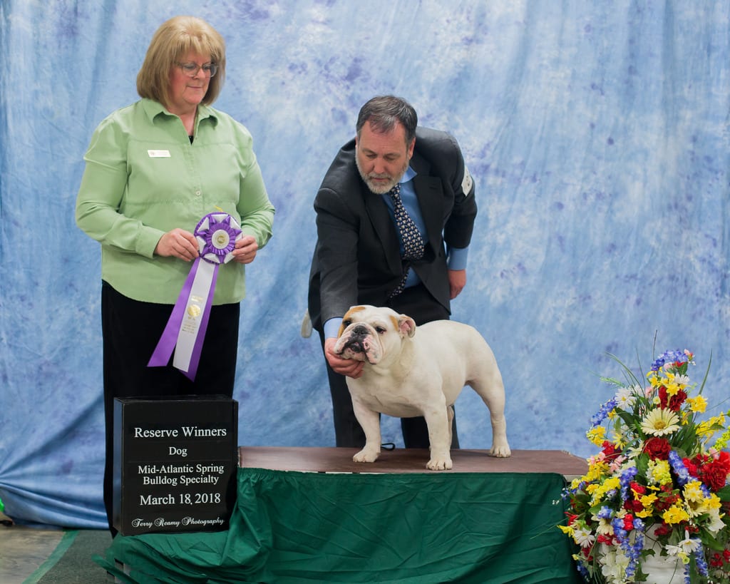 Reserve Winners Dog